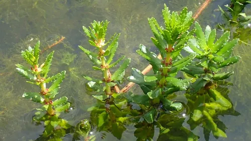 "Elle perturbe l'entièreté du biotope ", une nouvelle espèce...