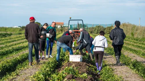 À Noirmoutier la récolte des pommes de terre est lancée