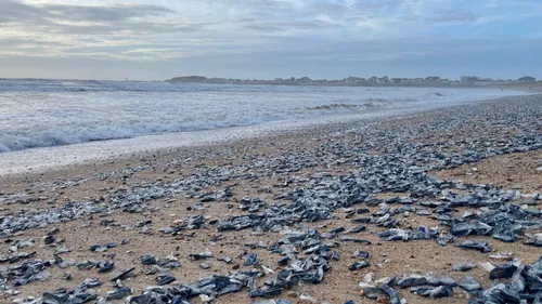 Invasion de physalies sur des plages du Sud-Ouest