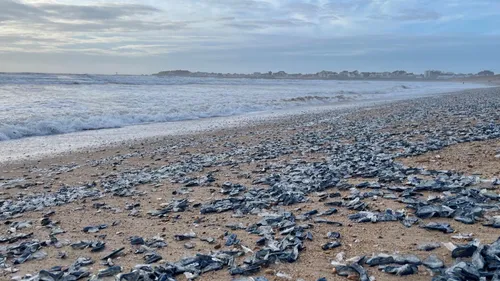Invasion de physalies sur des plages du Sud-Ouest