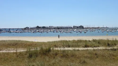 Des sapins de Noël pour protéger le littoral
