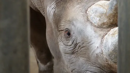 Maine-et-Loire : un rhinocéros en transit 