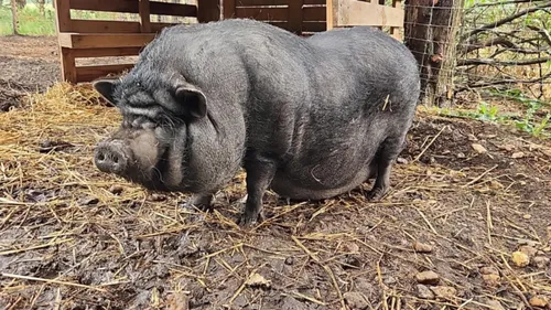 "Petit bout de gras" en cavale : "Rillettes" introuvable dans la...