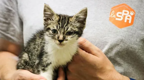 Les refuges de la SPA proches de la saturation en ce début d'année