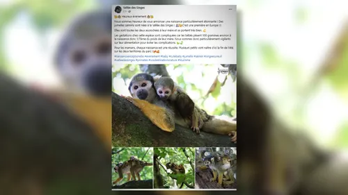La Vallée des singes annonce une naissance rare