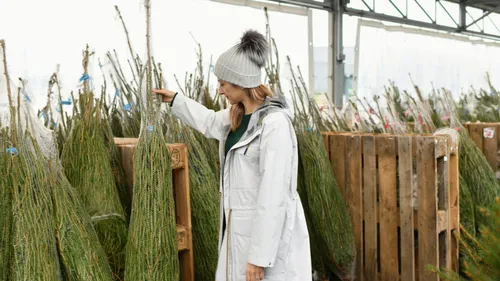 Pourquoi votre sapin de Noël risque de coûter plus cher cette année