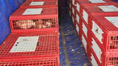 1 800 poules à sauver de l’abattoir