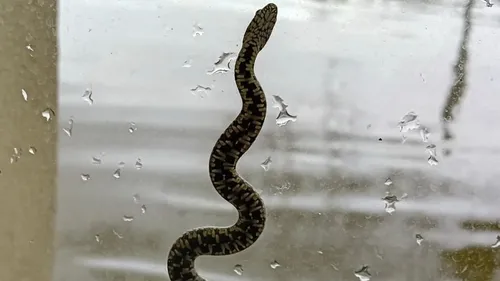 Décrue en Maine-et-Loire : des serpents retrouvés dans les maisons