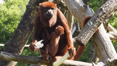 Heureux événement à Planète Sauvage