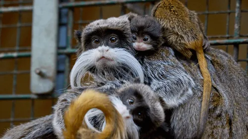 Deux bébés singes volés dans leur enclos au zoo de La Palmyre