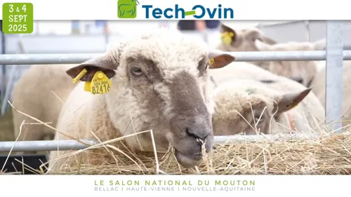 Tech Ovin, le rendez-vous de la filière ovine à Bellac