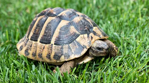 Centre-Val-de-Loire : Une vaste opération menée contre le trafic...