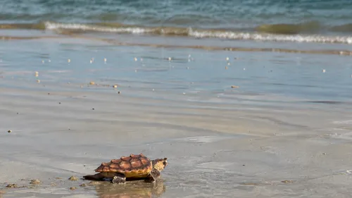 Île de Ré : 33 tortues reprennent la mer après des mois de soins