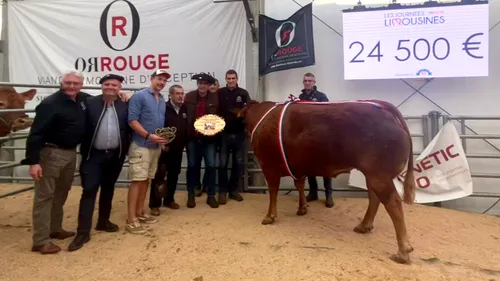 Une vache vendue 24 500 euros aux enchères