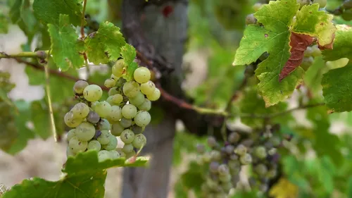 Saumur : trois étoiles pour un domaine viticole de Loire
