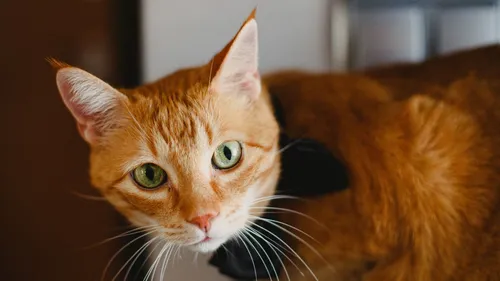 Son chat s'invite chez le voisin, elle écope de 1 250 euros d’amende !