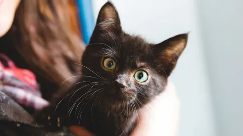 L'adoption de chats noirs est interdite dans cette ville jusqu'au...