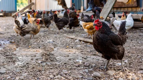 Elevage de 150 000 poules : la colère continue dans la Vienne
