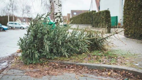 Jeter ou recycler : que faire de son sapin de Noël naturel après...