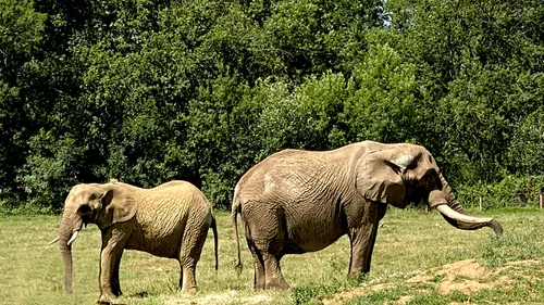 Planète Sauvage accueille deux nouveaux éléphants 
