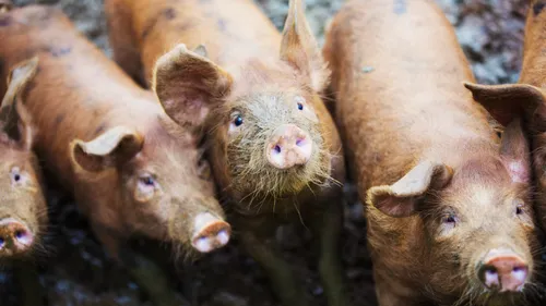 Brest : des amendes demandées contre un élevage Breton, soupçonné...