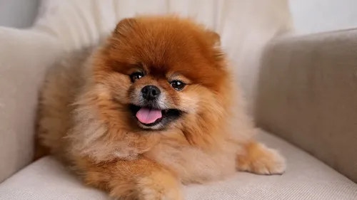 L’idée de ces créateurs de mode ne plait pas aux défenseurs des...