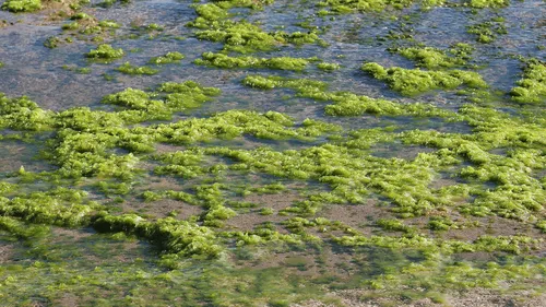Algues vertes : Le seuil d’alerte dépassé sur une plage des...