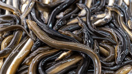 "Arrêtons la pêche à l’anguille" : l’appel au secours de la LPO...