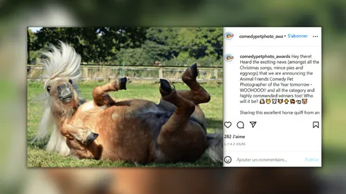 Découvrez les photos d’animaux domestiques les plus drôles de 2021 ! 