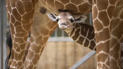 Zoo de Beauval : 2 millions de visiteurs pour la deuxième année de...
