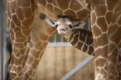 Zoo de Beauval : 2 millions de visiteurs pour la deuxième année de...