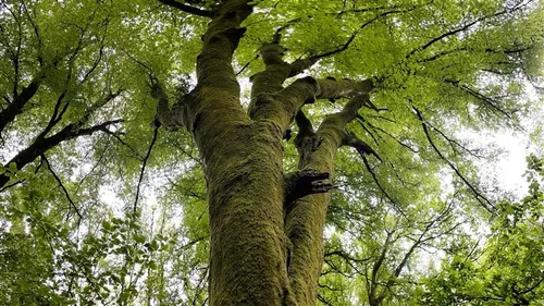 Le plus bel arbre de l’année se trouve-t-il près de chez vous ?