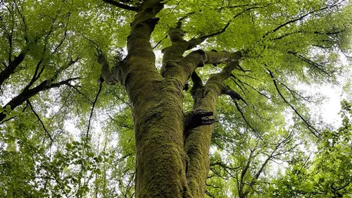 Le plus bel arbre de l’année se trouve-t-il près de chez vous ?