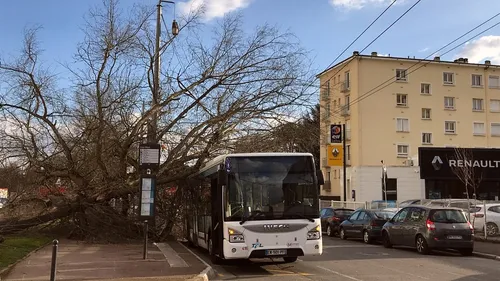 Limoges : un arbre tombe sur un bus 