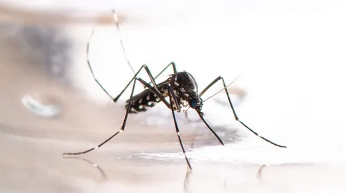 Après un cas de dengue, opération de démoustication sur l'île de...
