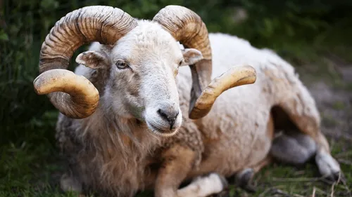 Soudan : un bélier condamné à 3 ans de prison pour meurtre !