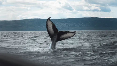 L'Islande vers la fin de la chasse à la baleine