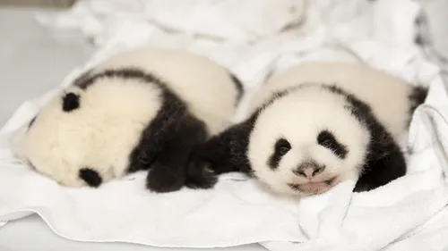 Zoo de Beauval : de nouvelles images des bébés panda !