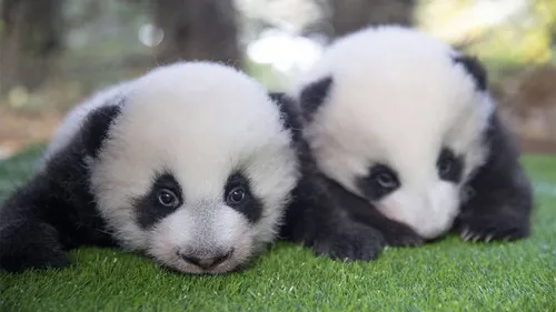 Quels prénoms pour les bébés pandas du zoo de Beauval ?