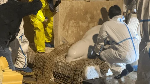 Le béluga de la Seine est mort