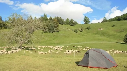 Bretagne : des bénévoles vont bivouaquer à proximité des troupeaux...