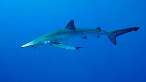 Sables d’Olonne : un requin échoué et secouru sur la Grande Plage
