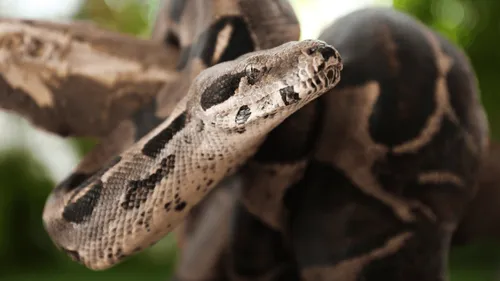 Boa, iguane, tortues : une association de l'Indre détient des...