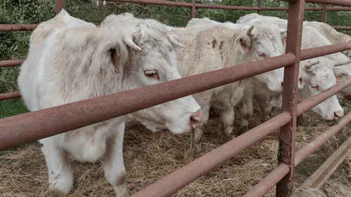 Vendée : des bovins maltraités, le troupeau de l'éleveur lui est...