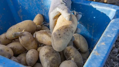 La ville de Limoges distribue plusieurs tonnes de pommes de terre