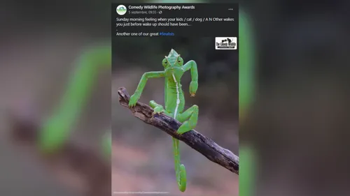 Comedy Wildlife 2021 : les animaux les plus drôles de l’année !