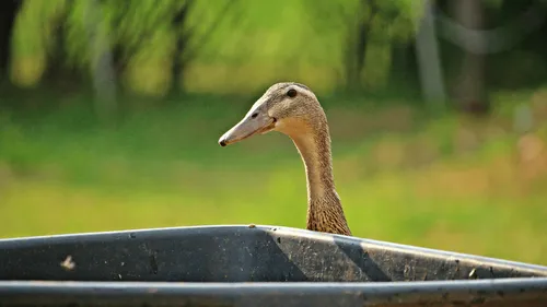 La grippe aviaire s'étend dans les Pays de la Loire