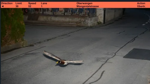 Suisse : un canard flashé en excès de vitesse !