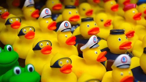 Deux-Sèvres : des milliers de canards pour la bonne cause à Thouars