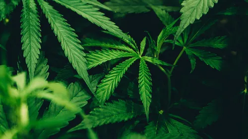 Australie : Un sexagénaire inculpé pour avoir vendu de la drogue...